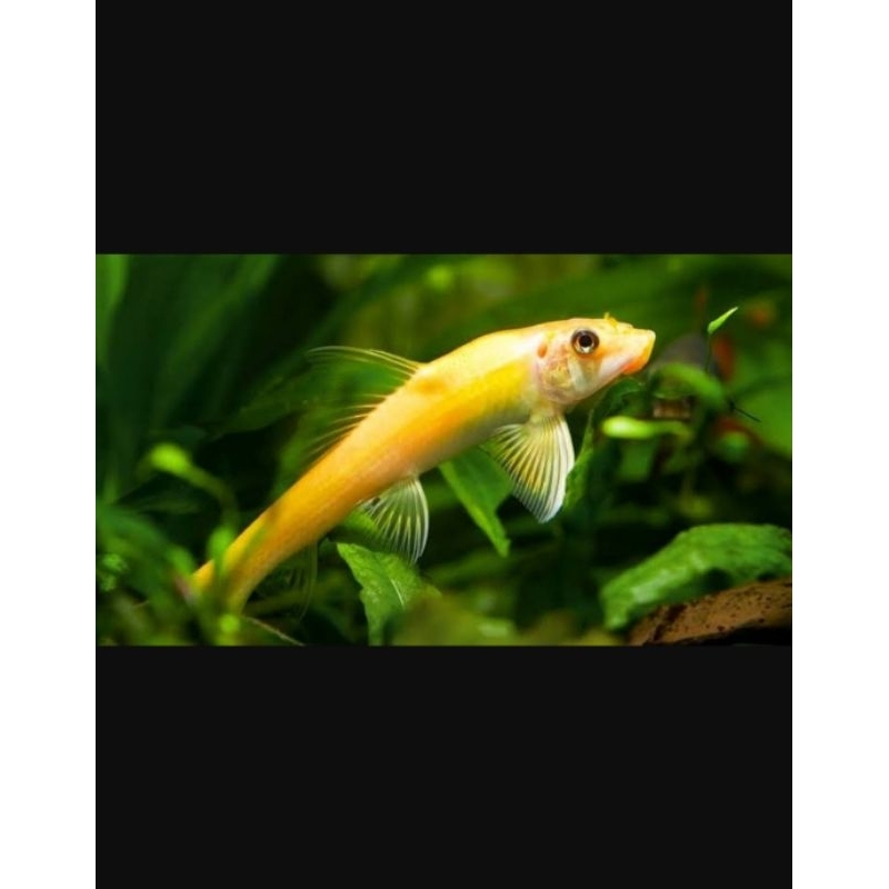 cae pembasmi lumut hama