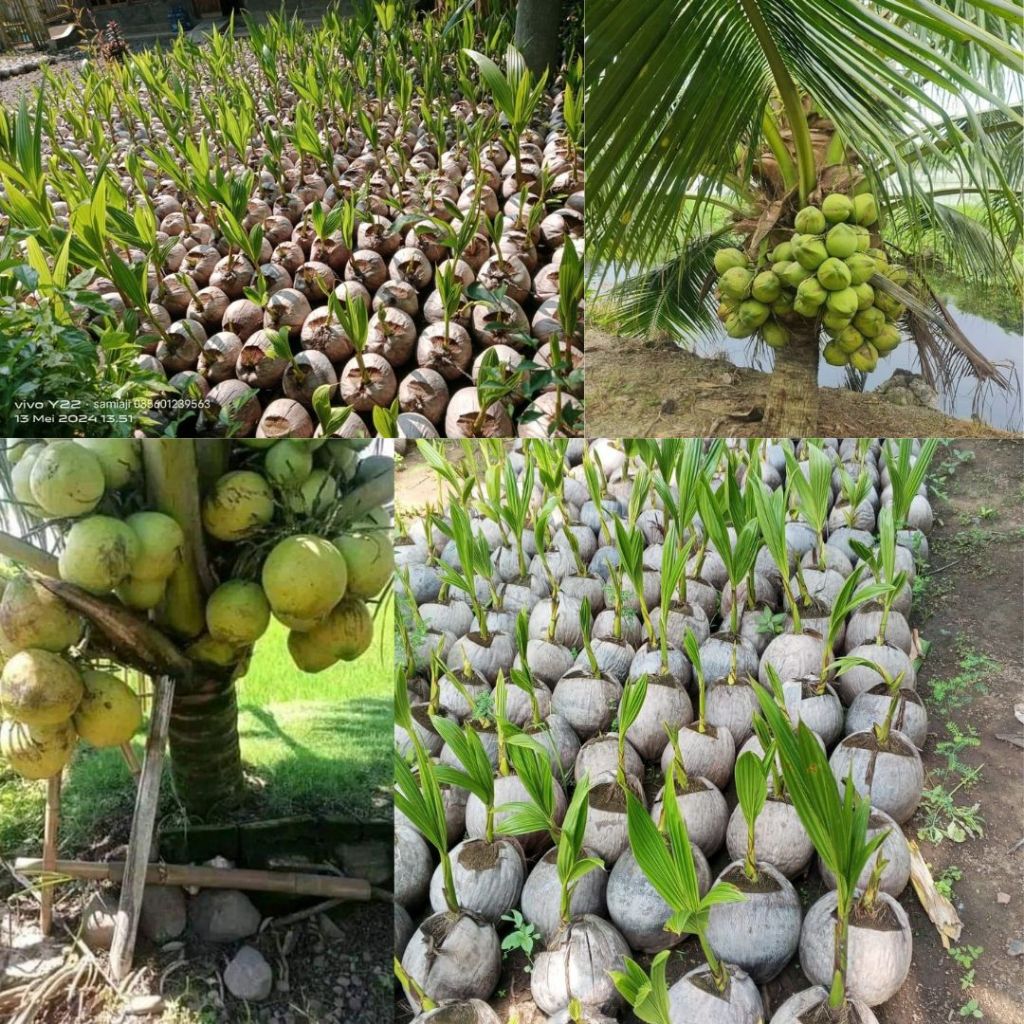 Bibit Kelapa kopyor genjah,Bibit Kelapa kopyor pati,Bibit Kelapa kopyor purwokerto