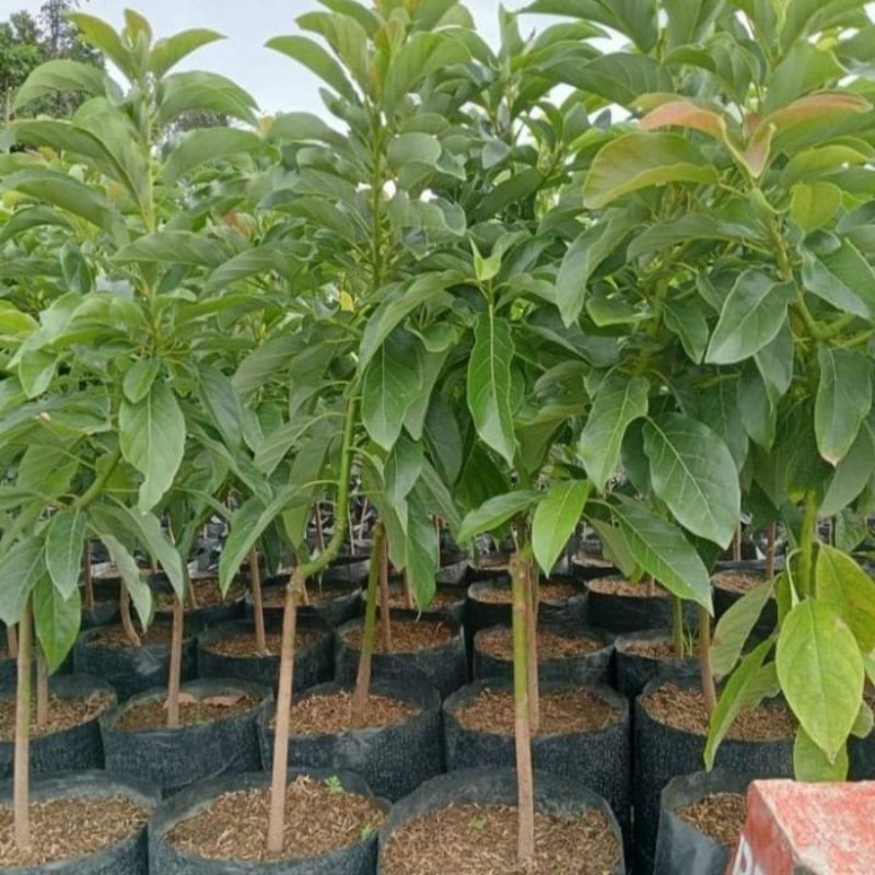 

Bibit alpukat miki