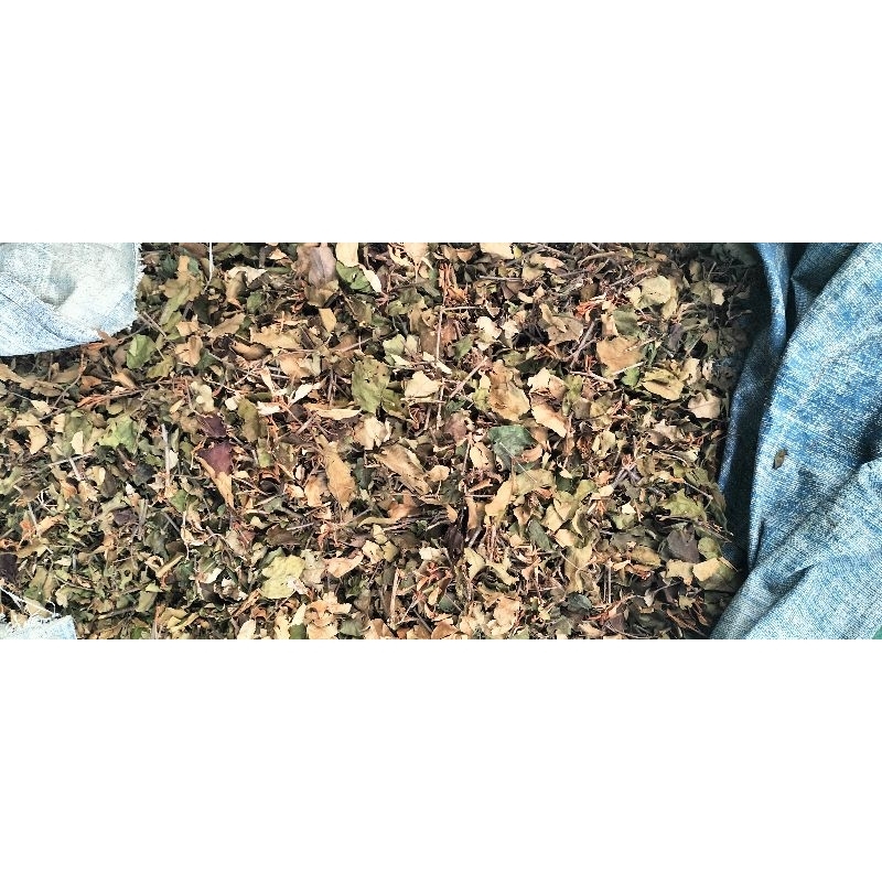 

daun benalu kering 500 gram