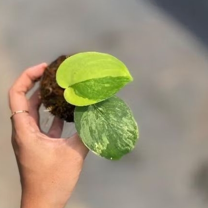 Scindapsus Jade Satin