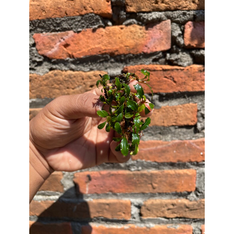 bucephalandra mini Clump kecil
