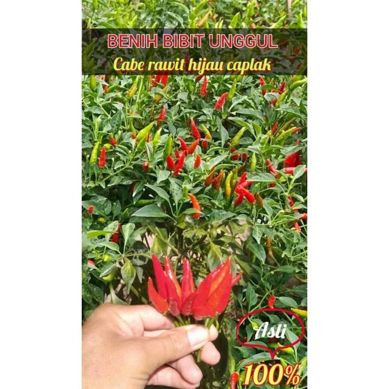 10 gram Benih bibit unggul cabe rawit hijau/caplak/rancung super lebat tahan virus gampang di urus