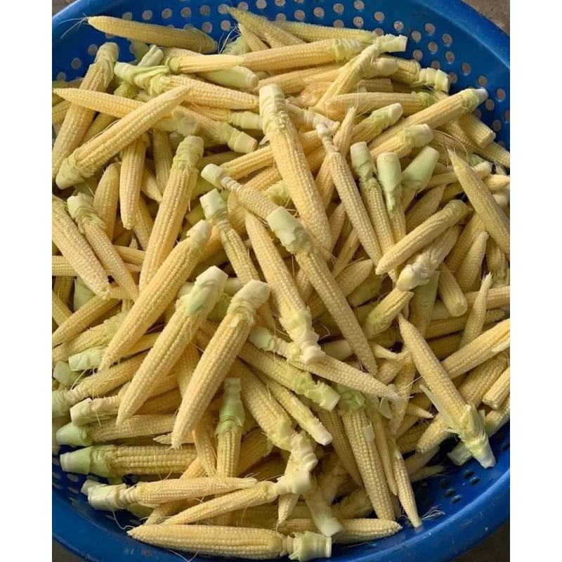 

Jagung Kecil/Putren Express/Instan Fresh Seger Eceran Update Setiap Hari