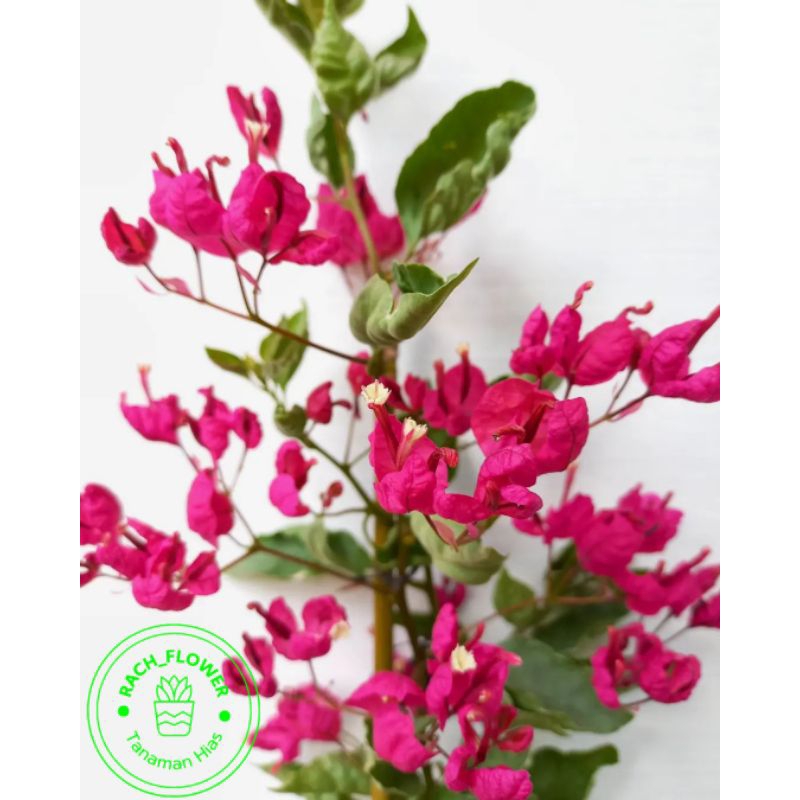 ( BISA COD ) Bibit Tanaman Hias Bunga Bougenville Anggur Fanta - Bibit Tanaman Hias Bunga Bougenvill