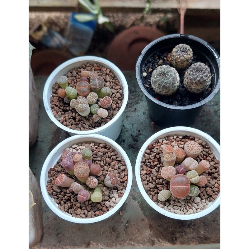Lithops