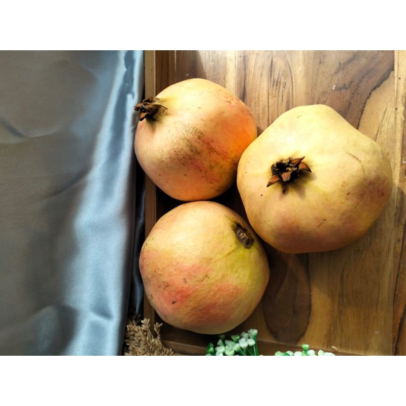 

DELIMA CHINA - HALONA