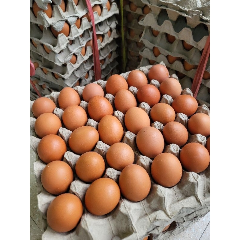 

Telur Ayam Omega 1 Tray