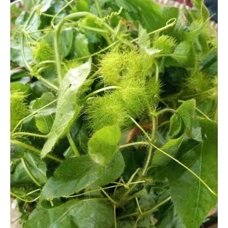 

Daun permot daun cermot daun rambusa segar 250 gram-az