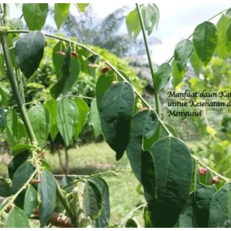 

daun katuk segar 250 gram di petik ketika ada pesanan