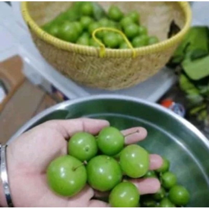 

buah canar, anggur hutan 1kg