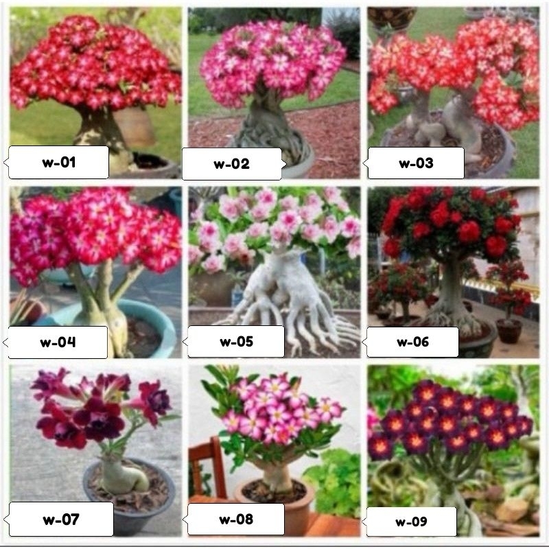 Adenium bonggol besar bahan bonsai - Kamboja adenium bonsai