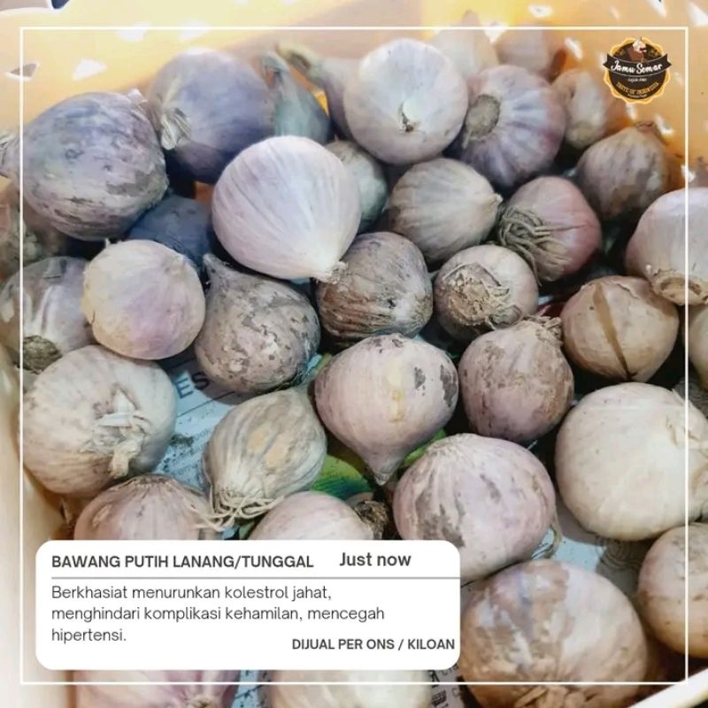 

Bawang putih Lanang/tunggal