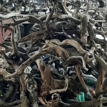 Kayu Santigi Laut kecil Aquascape Paludarium Terarium Taman - 3