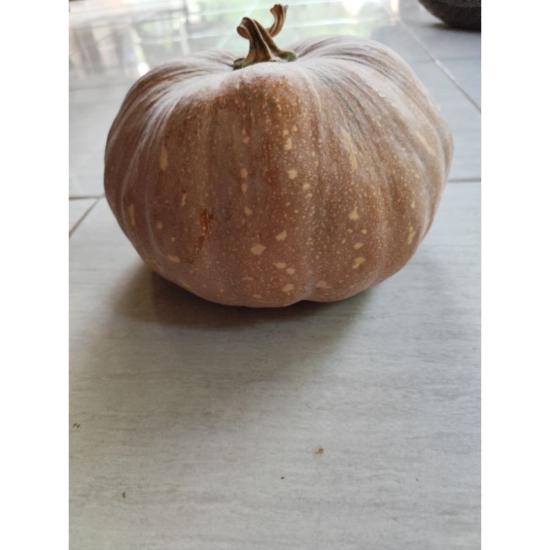 

labu kuning organik fress petik dari pohon