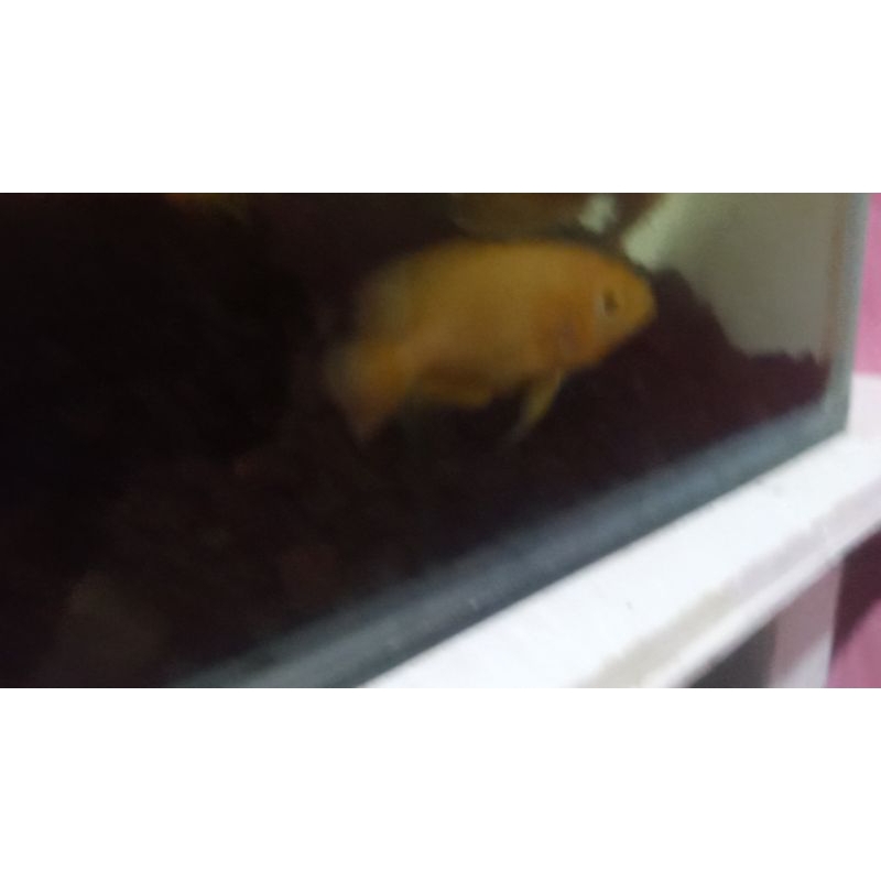 ikan oscar lemon 2 jarian