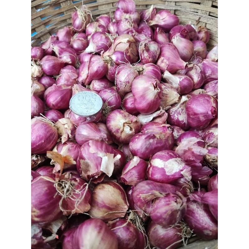 

Bawang Probolinggo Super MURAH