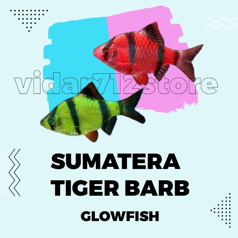 

SUMATERA GLOWFISH - Ready! Sumatera Tiger Barb