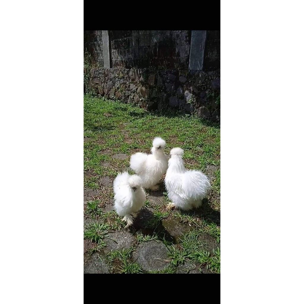 TELUR TETAS AYAM HIAS AMERICAN SILKY UNTUK DI TETASKAN