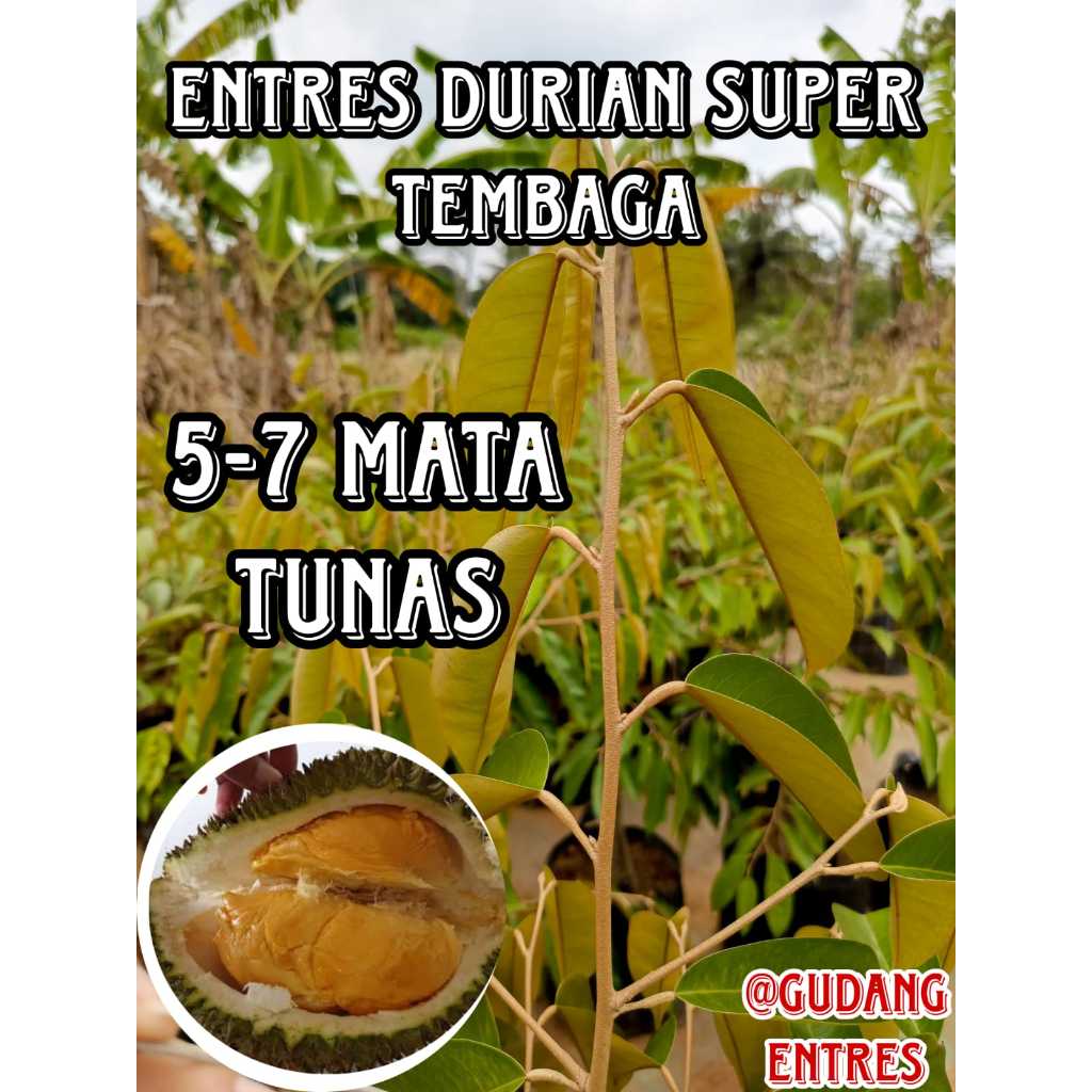 ENTRES DURIAN SUPER TEMBAGA MATA TUNAS DURIAN ASLI