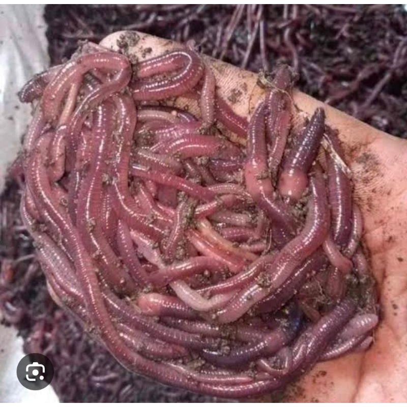 Cacing ANC Hidup 100 Gram Umpan Pancing Pakan Ikan Obat Herbal Termurah