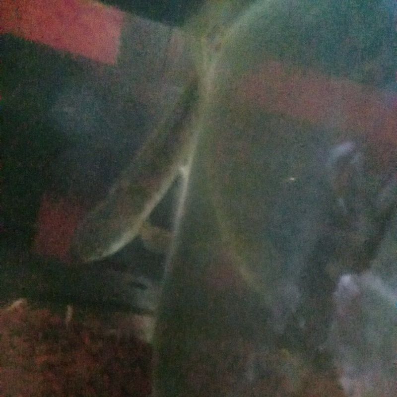channa limbata  ukuran 10-11 cm