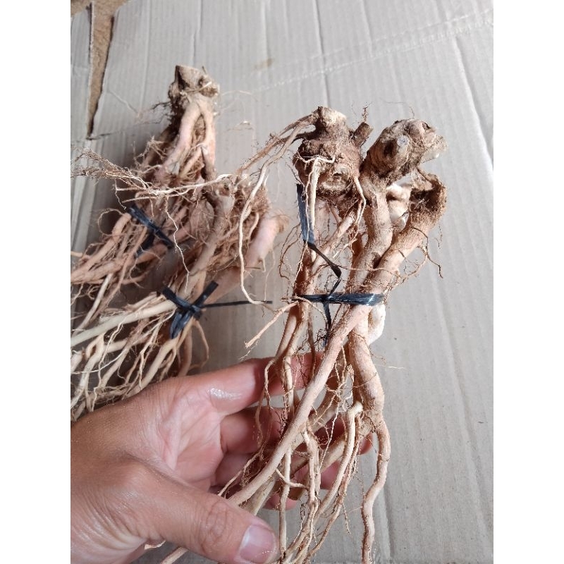 AKAR SENGGANI BUAT KERAJINAN / AKAR SENGGANI AQUASCAPE