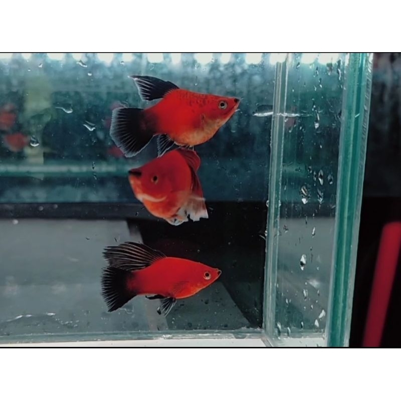 hiasan akuarium (platy SB black wagtail)