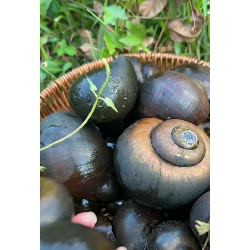 

keong sawah keong mas hidup per ekor minimal order 10 ekor