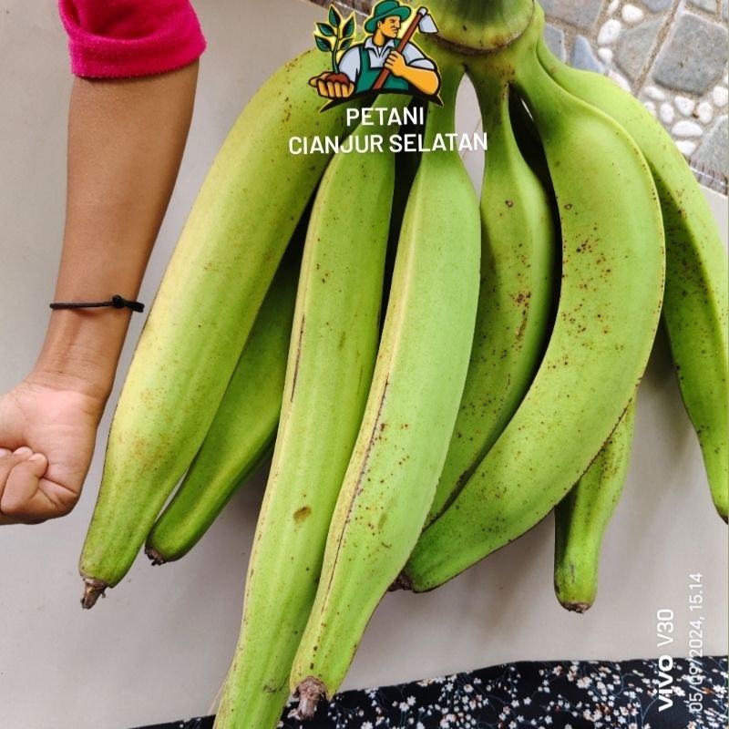 

Pisang Tanduk Galek Perbiji | Pisang Gebyar | Pisang Agung | Jumbo