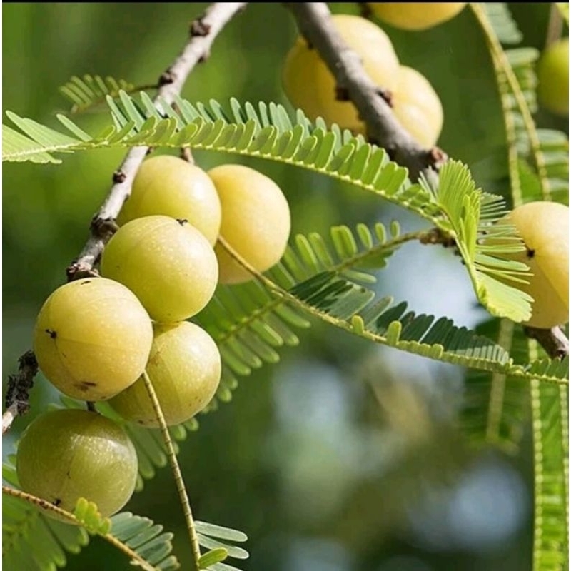 

BUAH MALAKA SEGAR 100%original BUAH AMLA / MALAKA PER(1KG)