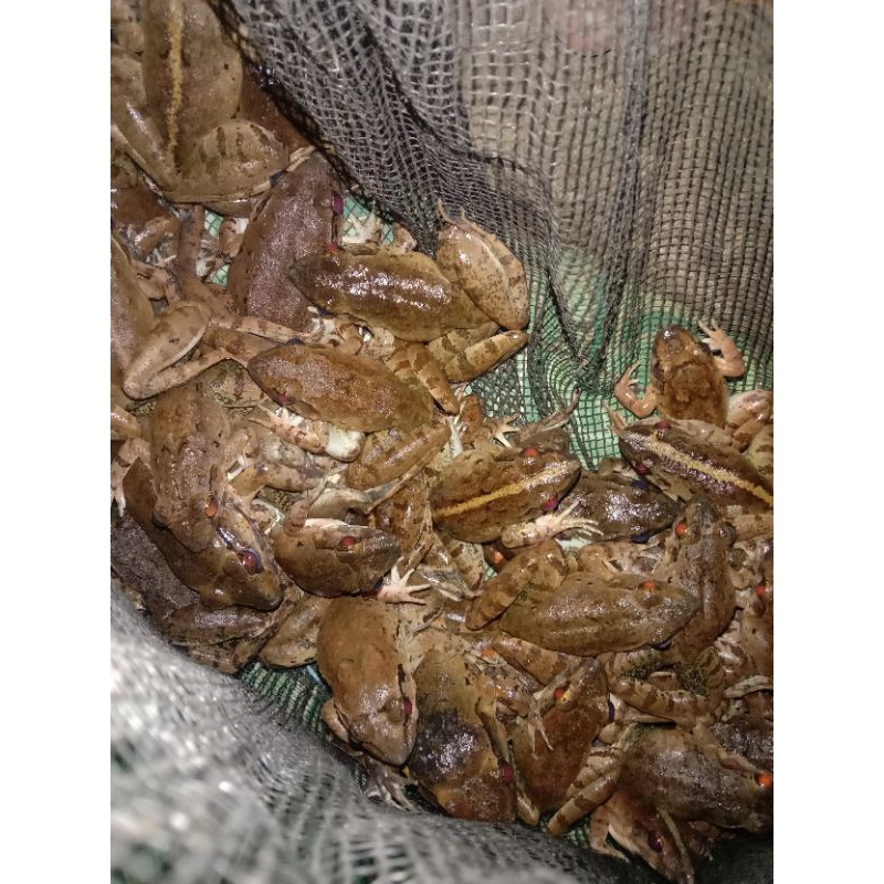 

daging kodok fres per kg