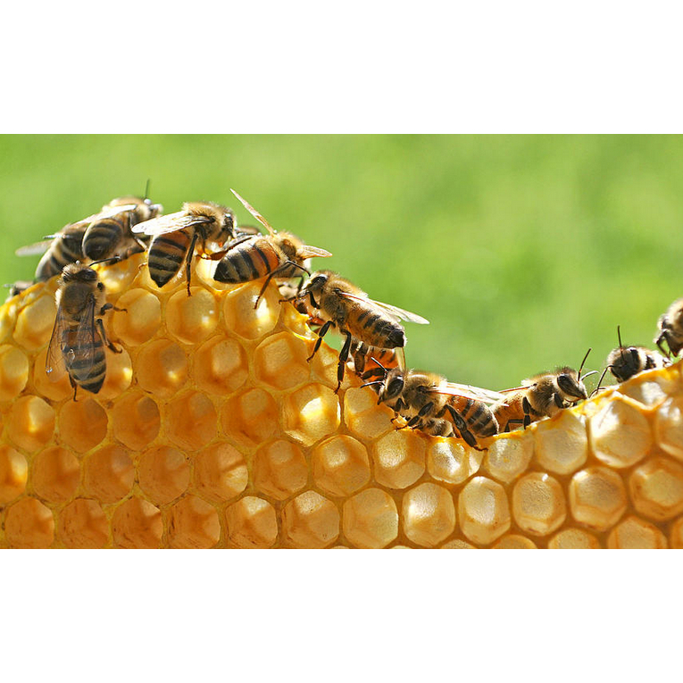 

Madu Sumbawa Grosir 10 kg