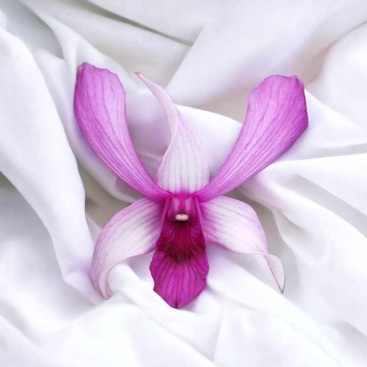 Anggrek Dendrobium Caesar Red x Blue Twinkle Dewasa Spike Knop Bunga Big Kode CRBT