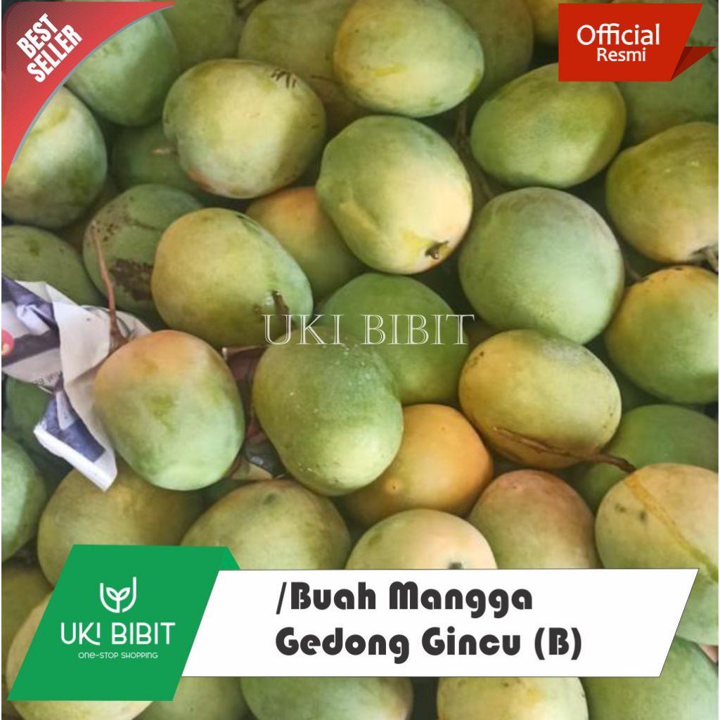

( Paket 6 Kg ) Buah Mangga Gedong Gincu Grade PL (B) | Asli Indramayu Fresh Petik Pohon