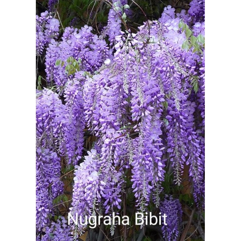 Bibit Tanaman Bunga Wisteria