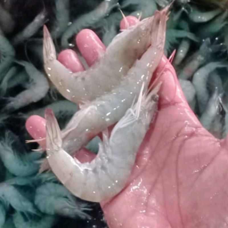 

udang besar 500gram