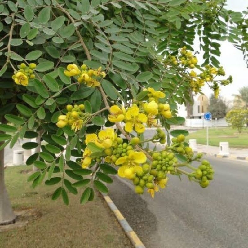 Benih JOHAR [isi-22] - Biji Pohon Juhar