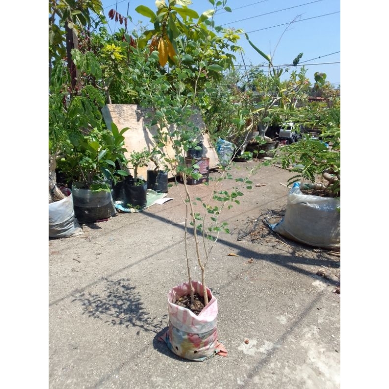 Bahan bonsai ASEM KRANJI
