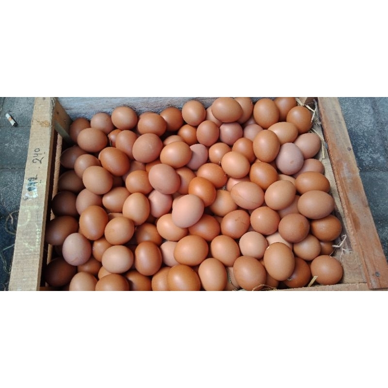 

Telur Ayam Negri / Telur Ayam Fresh 1 Kg