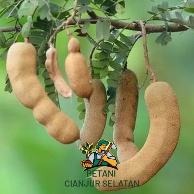 

Asam Jawa 1KG | Asam Jawa Murni 100% Original | Asem Jawa Fresh Segar