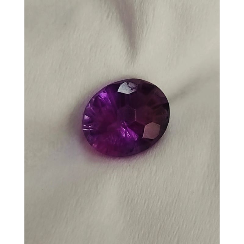 KECUBUNG UNGU CUTTING KECUBUNG UNGU KALIMANTAN