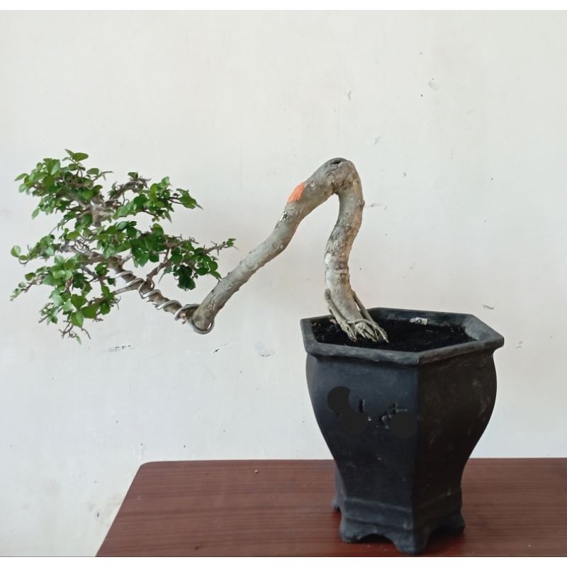 Bonsai serut (Streblus asper)