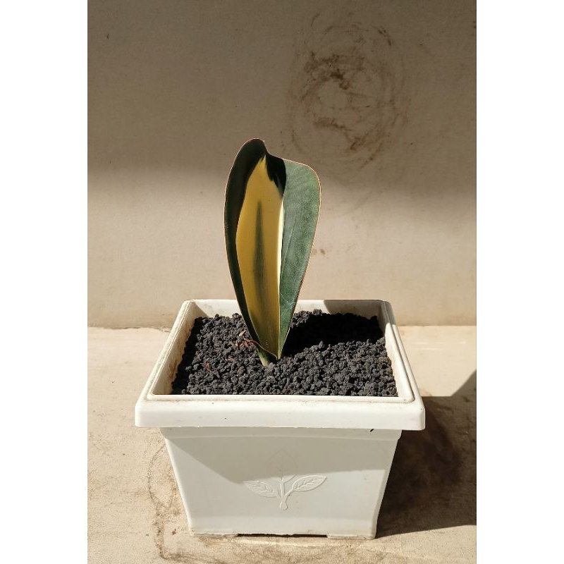 Sansevieria masoniana mediopicta