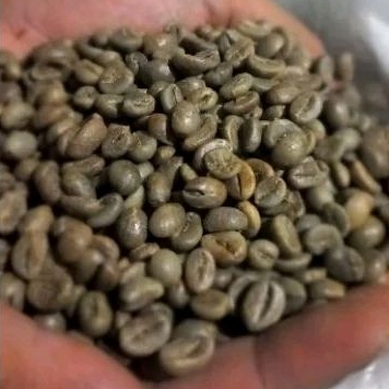 

robusta temanggung