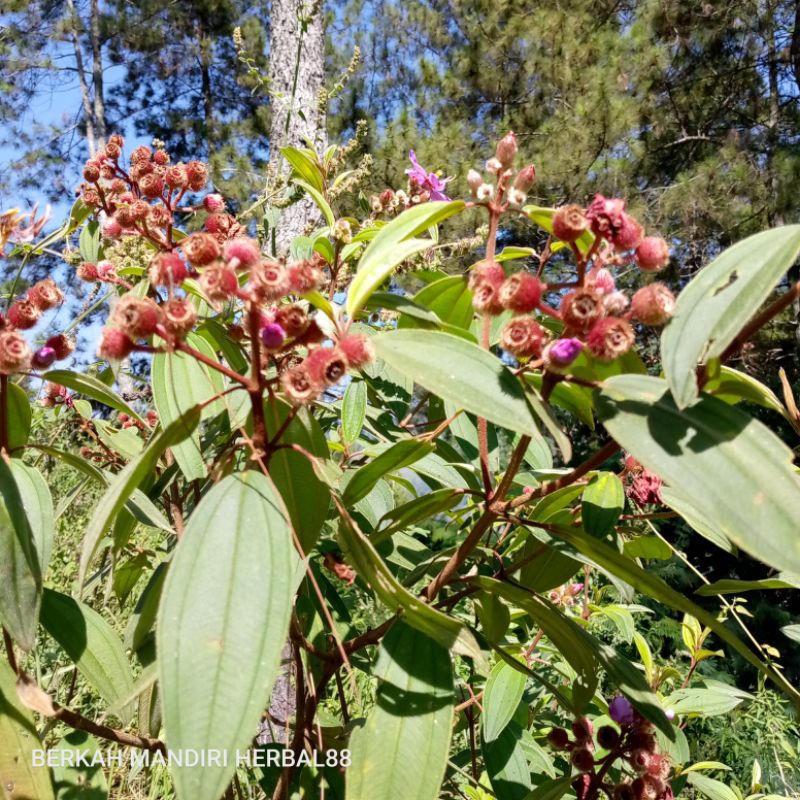 

daun senggani/senduduk/harendong segar/500gram