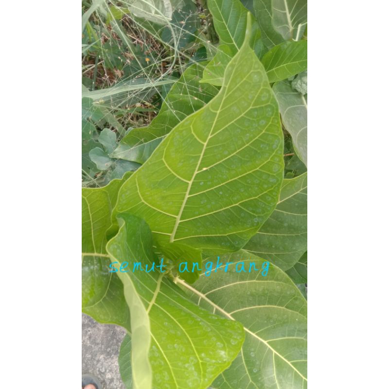 

Daun awar awar segar herbal.Isi 70 lembar