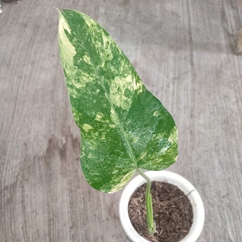 Domestikum Variegata