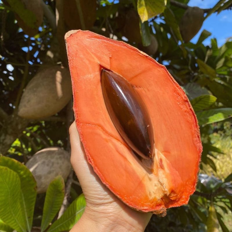 Ready Bibit Mamey Sapote Cangkok/Sawo Raksasa