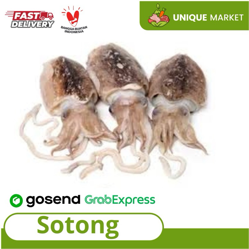 

Sotong Segar